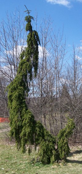 Tree who's shape resembles a begging dog