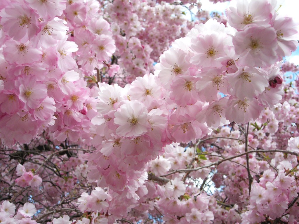 Cherry Blossoms