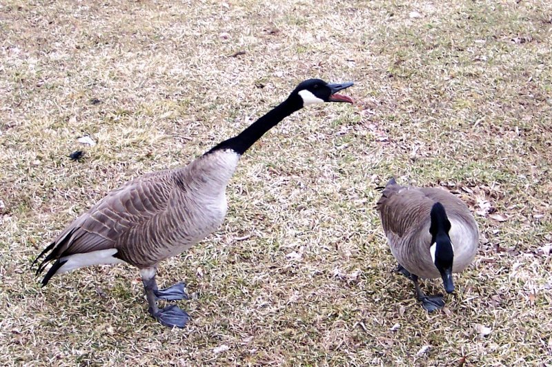 I sing my love over you. Picture of a goose calling over his mate