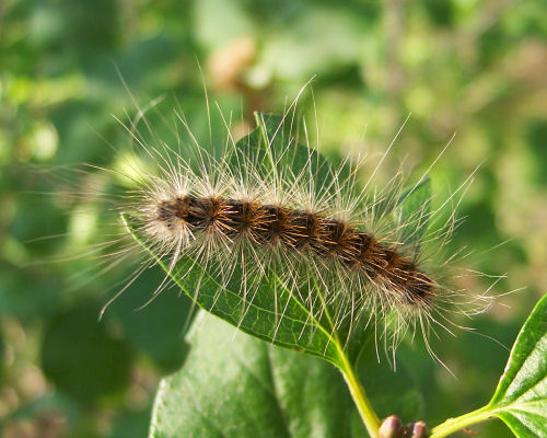 Fall Webworm