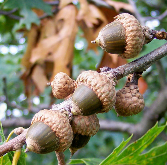 Fruit of the Black Oat