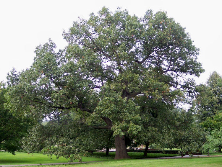 Black Oak