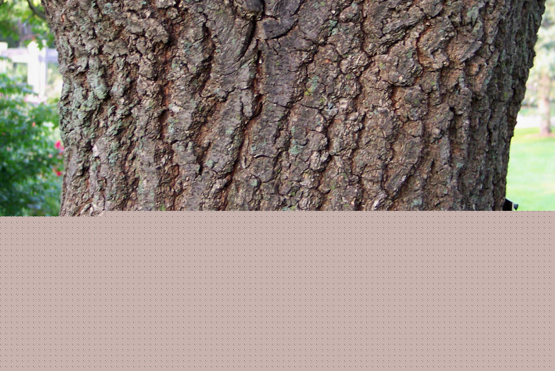 Trunk of the English Oak