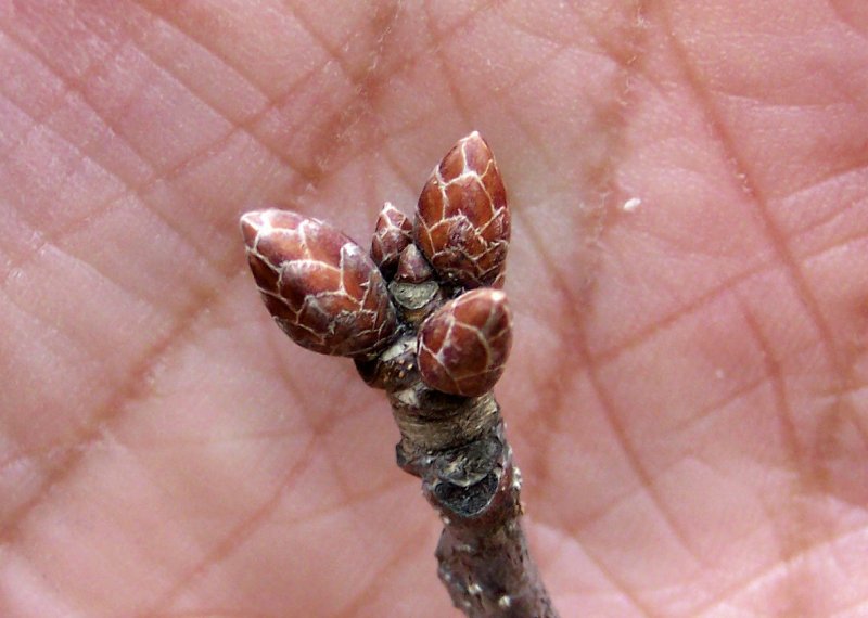 Bud of the English Oak
