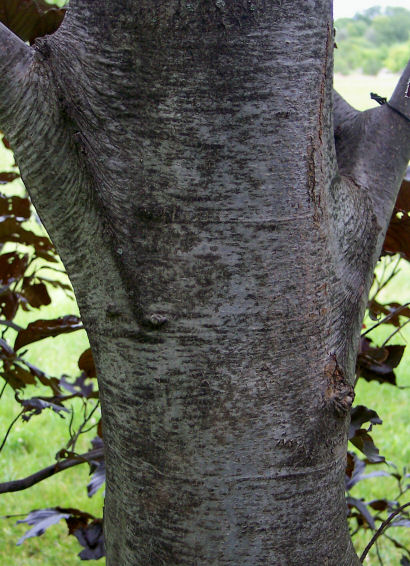 Trunk of the European Beech
