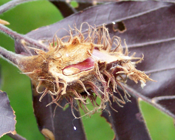 Fruit of the European Beech
