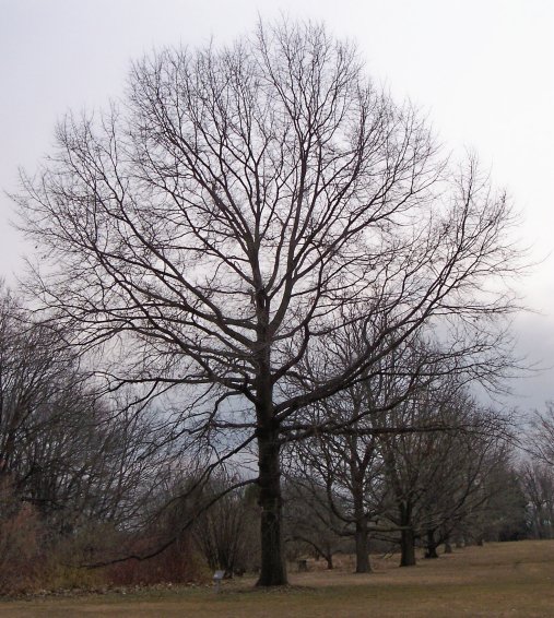 Pin Oak Tree