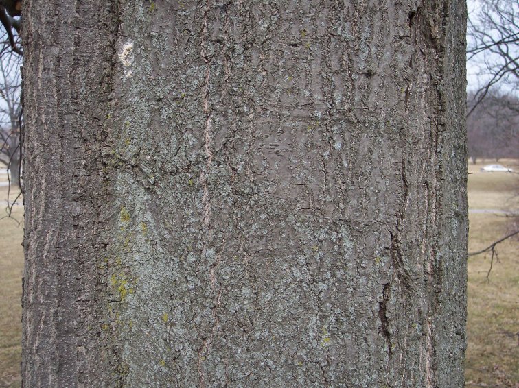 Trunk of the Pin Oak