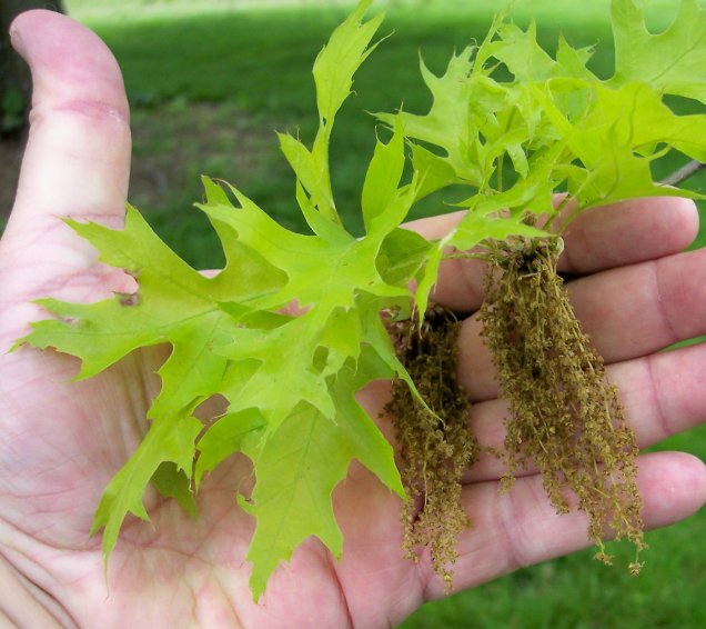 Leaves and Flowers of the Pin Oak