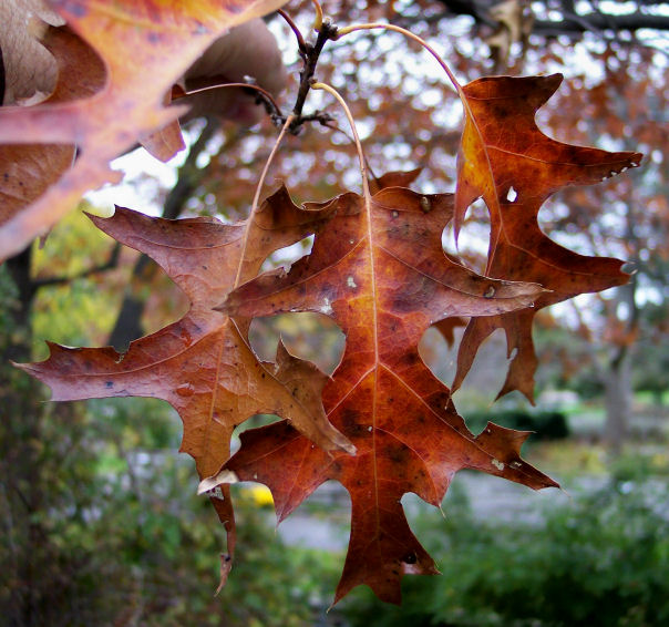 Leaf of the Red Oak