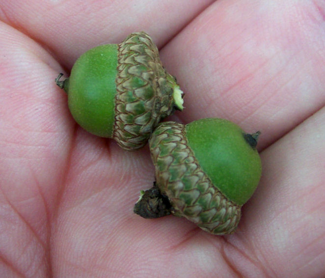 Fruit of the Shingle Oak