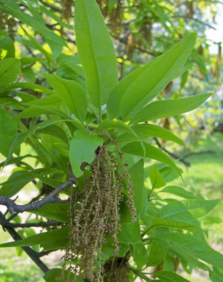 Leaves and Flowers of the Shingle Oak