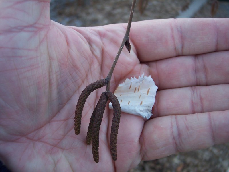 Paper Birch Catkins and a piece of Bark