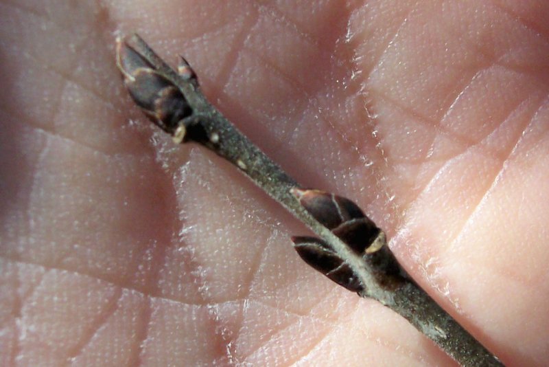 Bud of the European Buckthorn