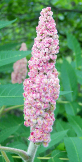 Fruit of the Staghorn Sumach