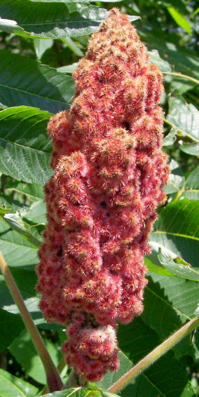 Fruit of the Staghorn Sumach