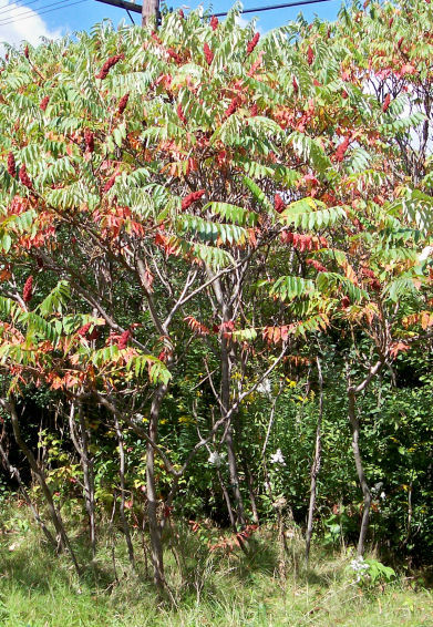 Stand of the Staghorn Sumach