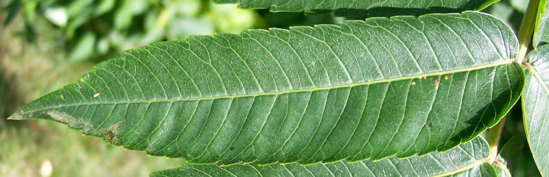 Leaflet of the Staghorn Sumach