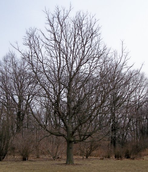 Kentucky Coffee-Tree