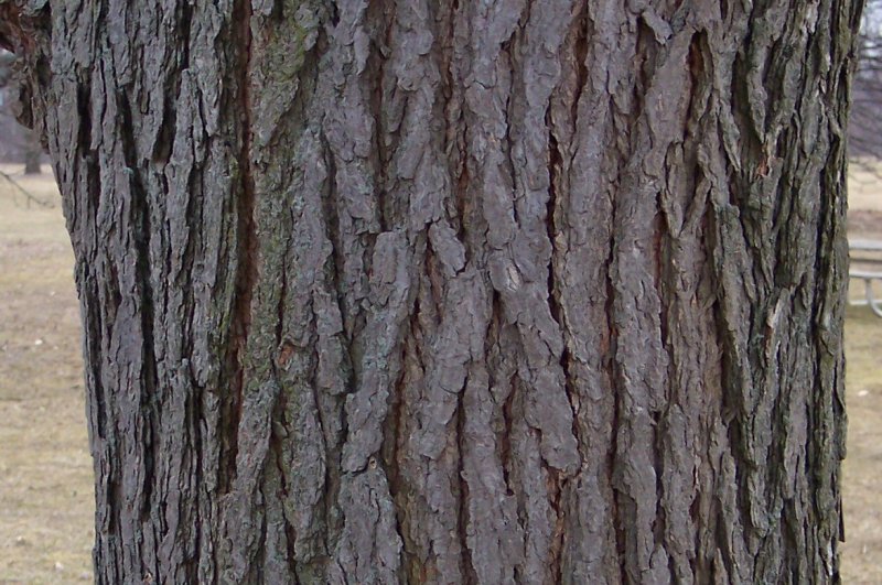 Trunk of the Kentucky Coffee-Tree