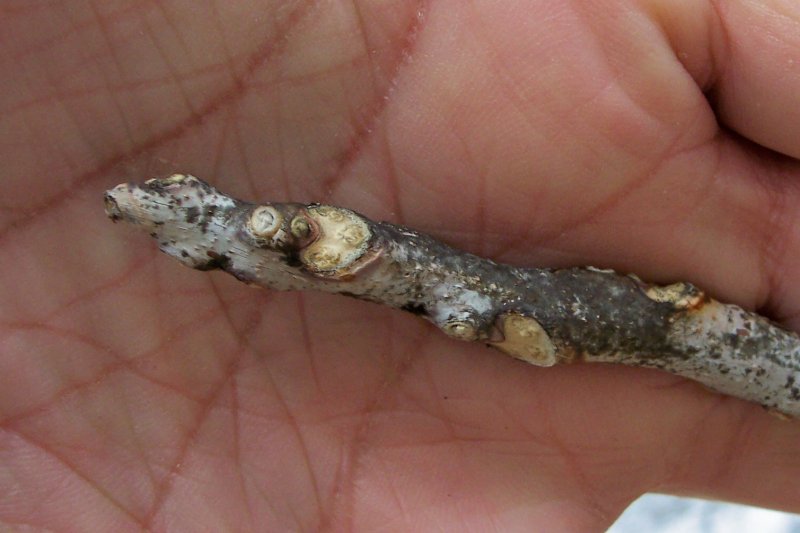 Bud of the Kentucky Coffee-Tree