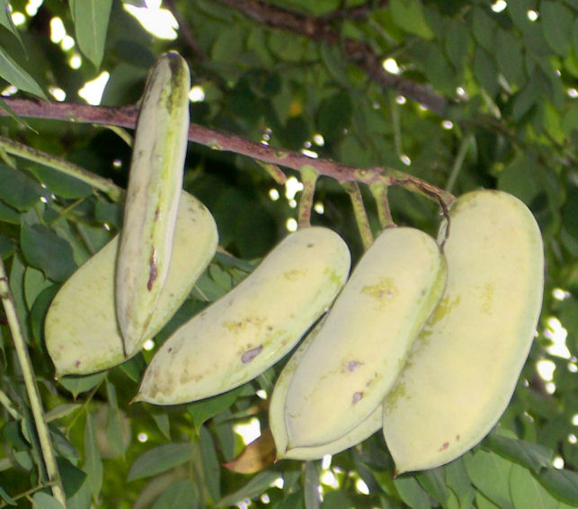 Fruit of the Kentucky Coffee-Tree