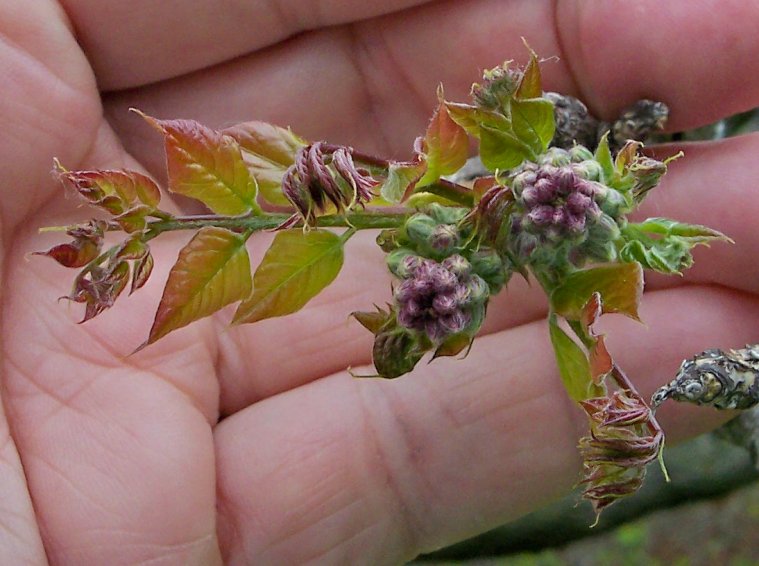 Leaves and Flower Buds of the Kentucky Coffee-Tree