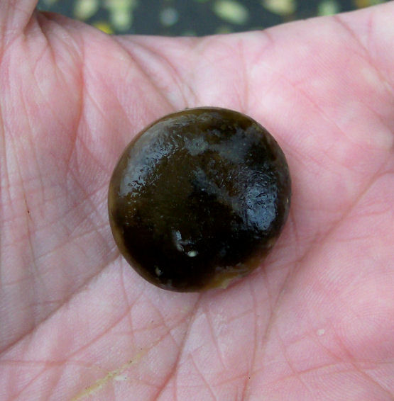 Seed of the Kentucky Coffee-Tree