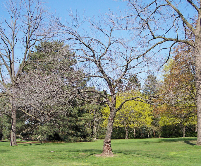 Eastern Redbud in the Spring