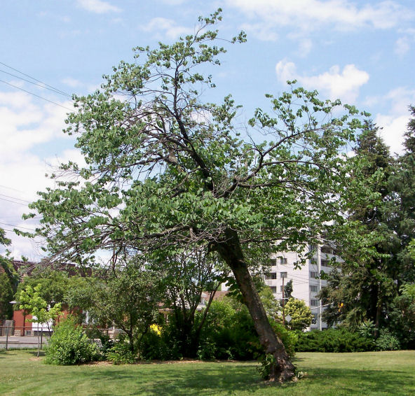 Eastern Redbud in the Summer