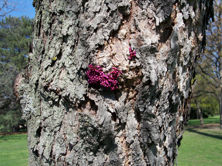 Trunk of the Eastern Redbud