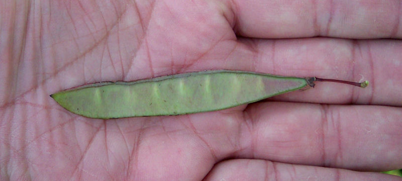 Fruit of the Eastern Redbud