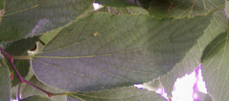Leaf of the Common Hackberry