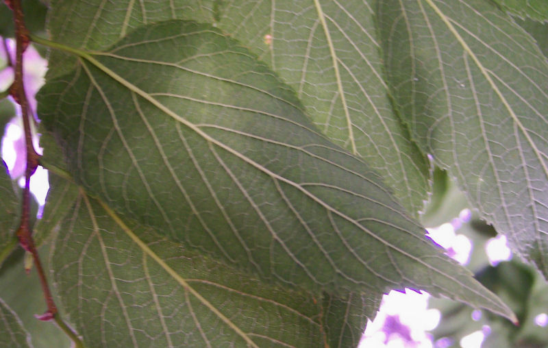 Reverse Leaf of the Common Hackberry