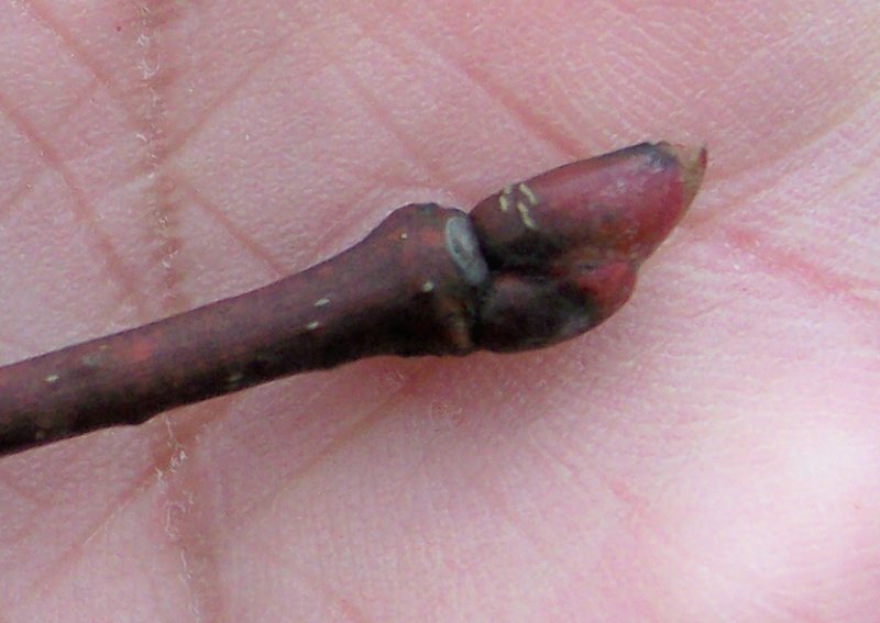 Bud of the American Basswood