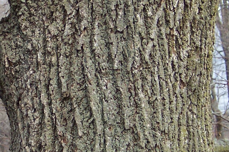 Trunk of the Bigleaf Linden