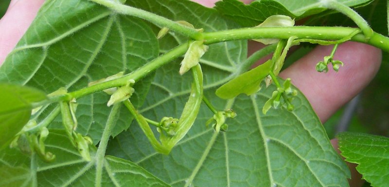 Flowers of the Bigleaf Linden