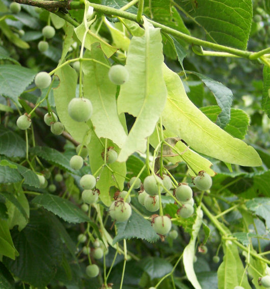 Fruit of the Bigleaf Linden
