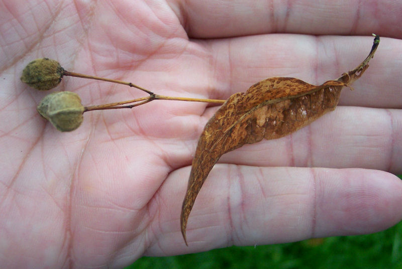 Fruit of the Bigleaf Linden