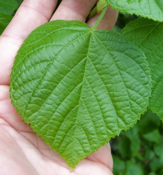 Leaf of the Bigleaf Linden