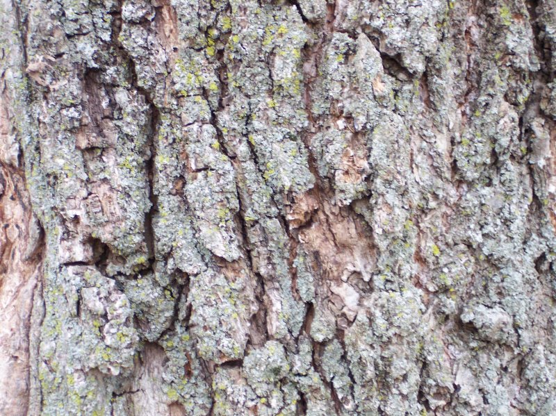 Trunk of the Littleleaf Linden