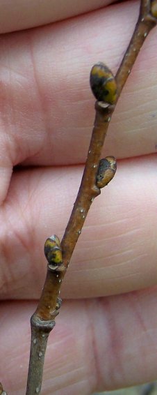 Bud of the Littleleaf Linden