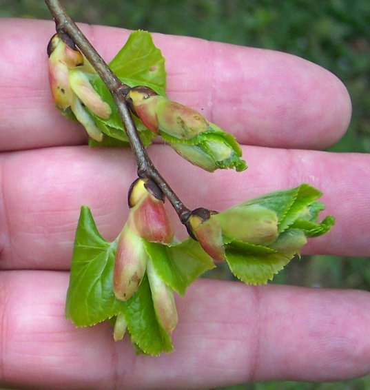 Bursting Bud of the Littleleaf Linden