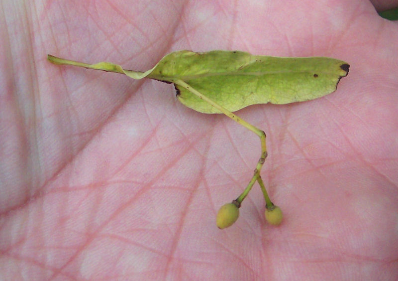 Fruit of the Littleleaf Linden