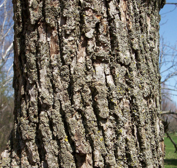 Trunk of the Cucumber-Tree