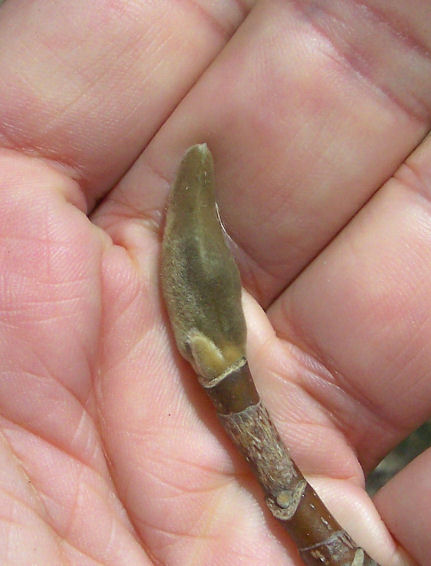 Bud of the the Cucumber-Tree