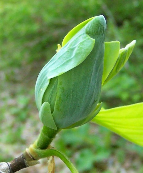 Opening Bud of the the Cucumber-Tree