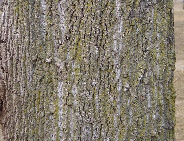 Trunk of the Tulip-Tree