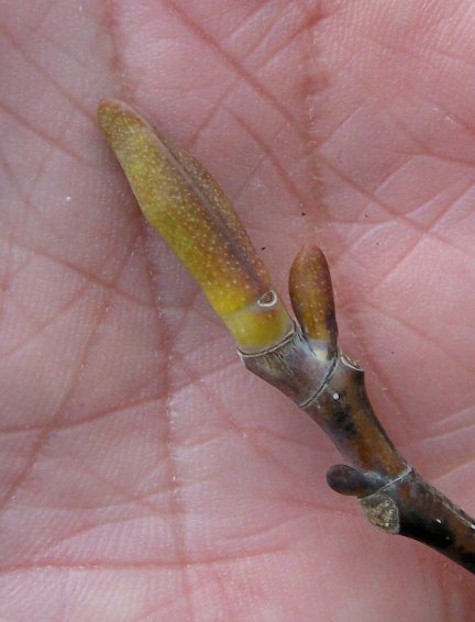 Bud of the the Tulip-Tree