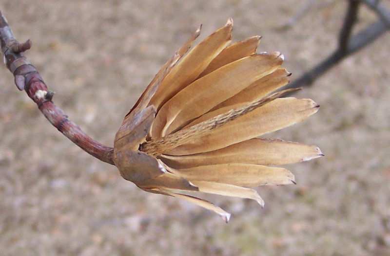Flower Husk of the Tulip-Tree